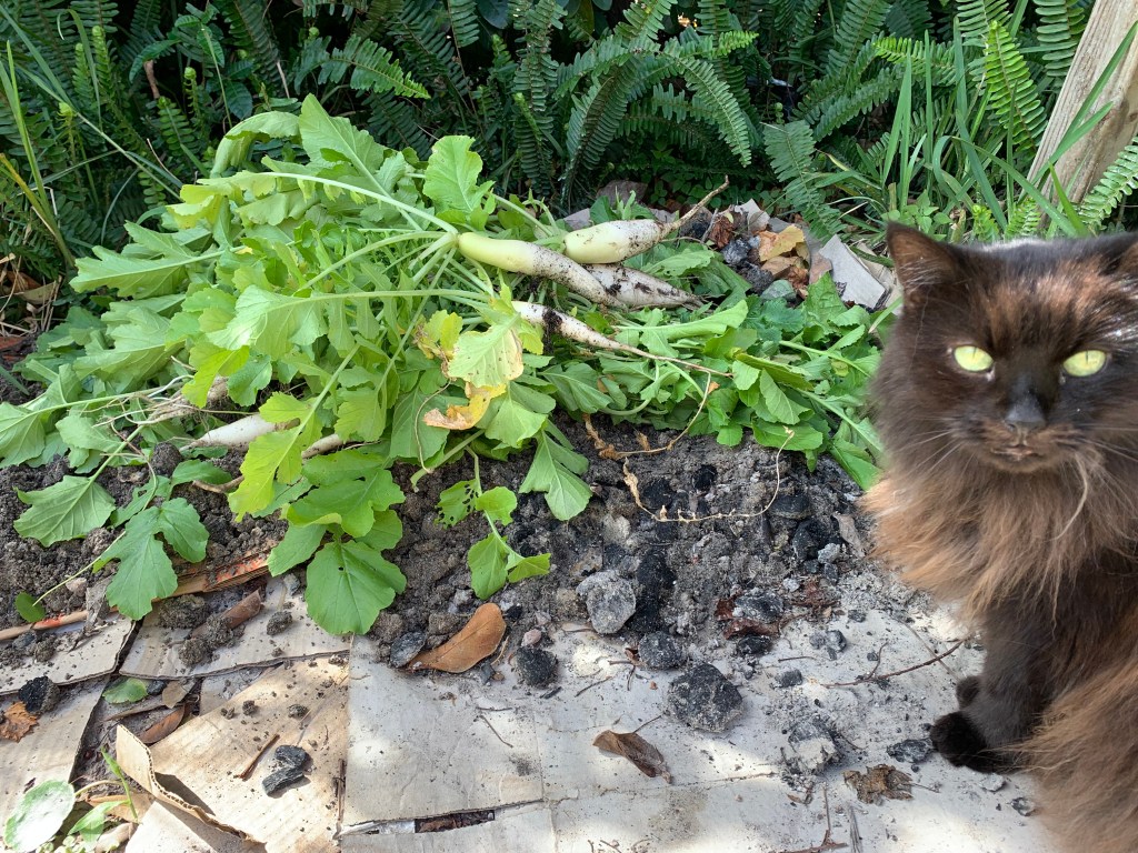 Daikon radish plants in compost pile.