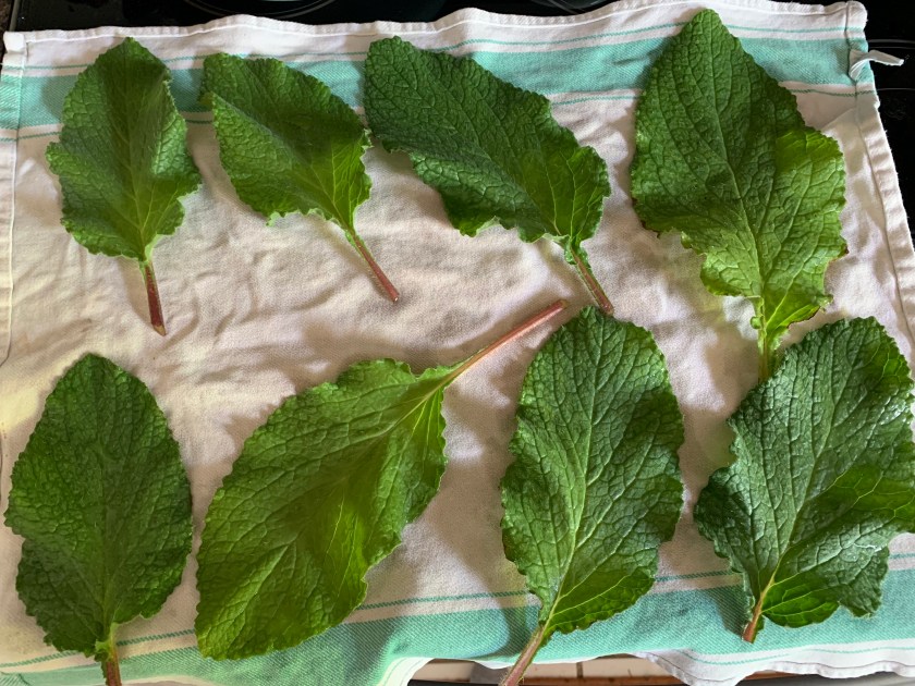 Borage leaves drying