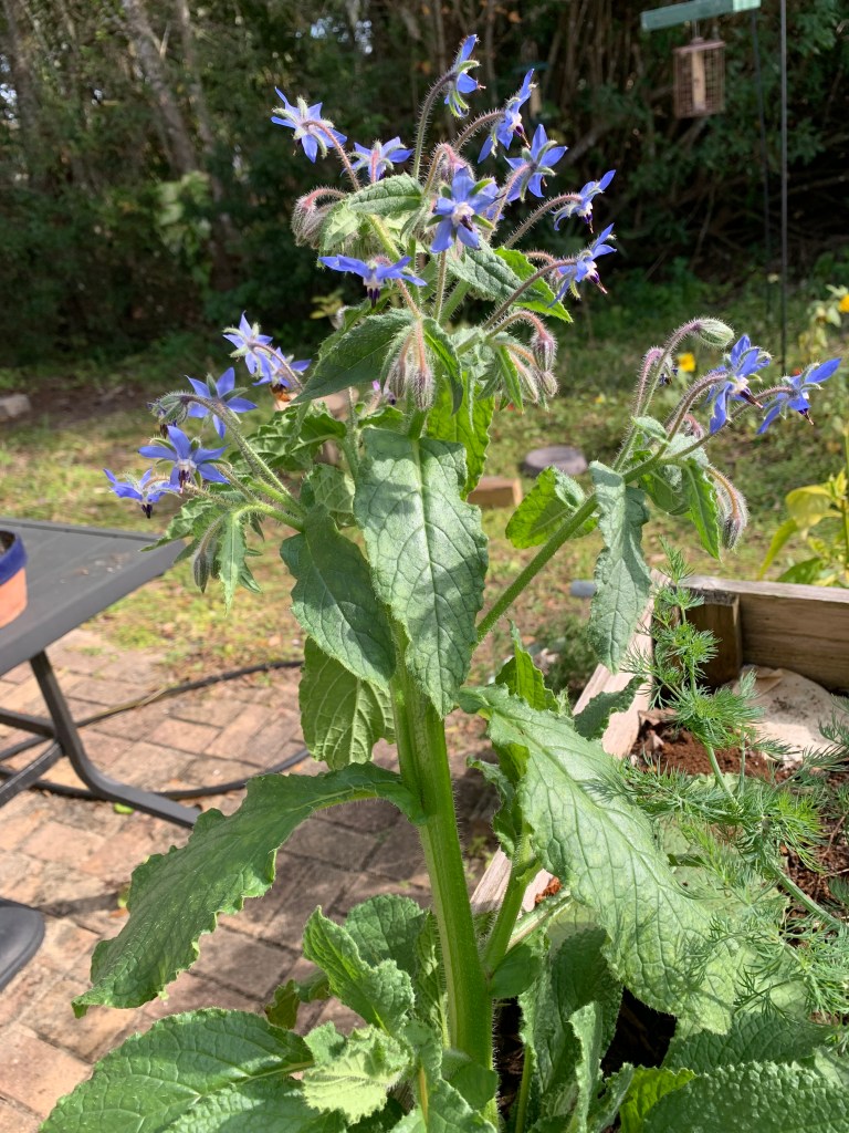 borage with blue flowers
