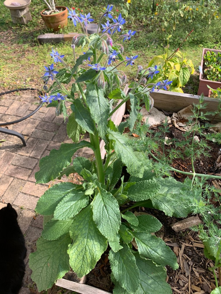 borage plant flowering