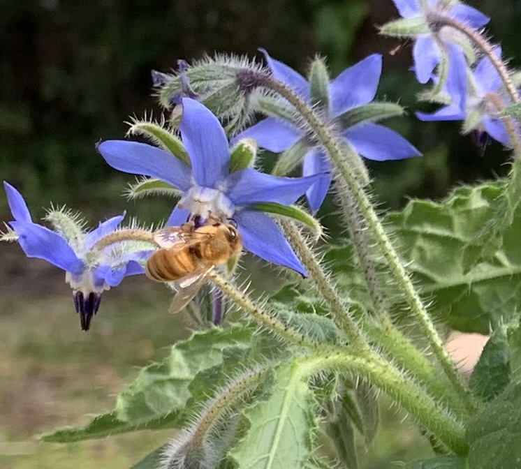 bee on borage flower