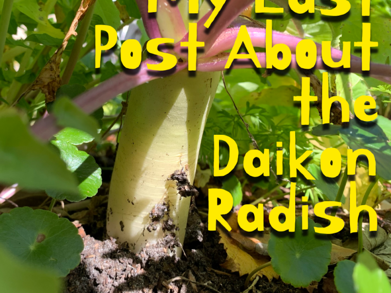 Final Word on Growing Daikon&nbsp;Radish