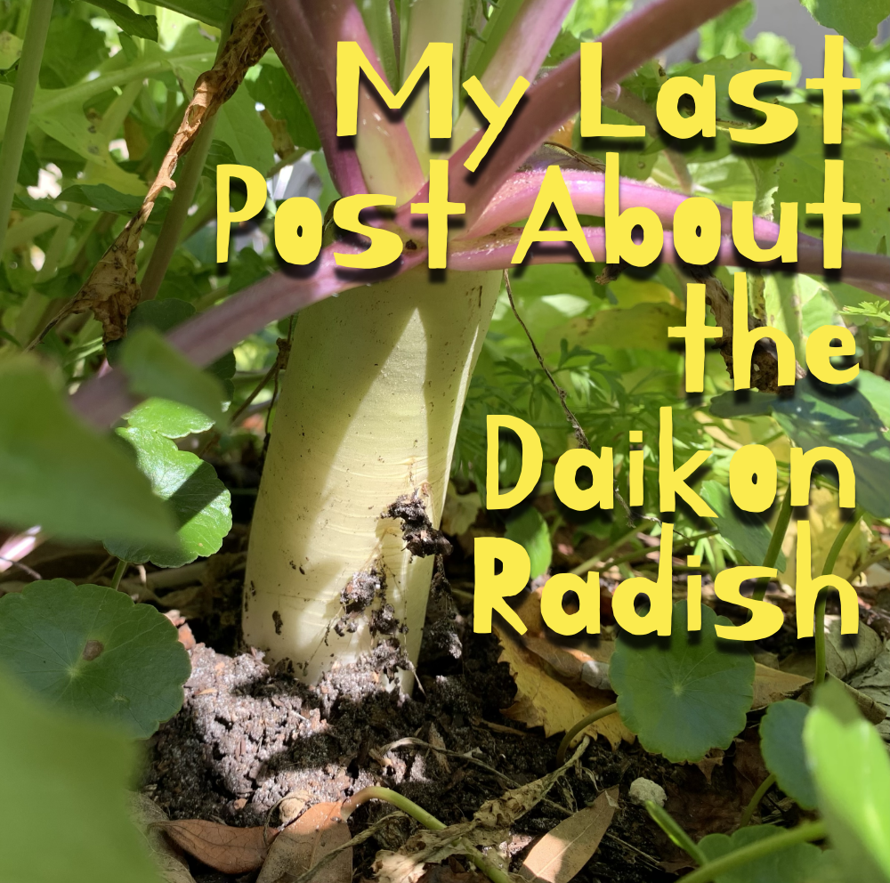Final Word on Growing Daikon&nbsp;Radish