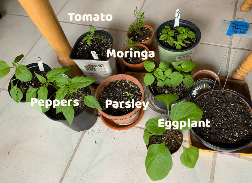 vegetable seedlings in pots
