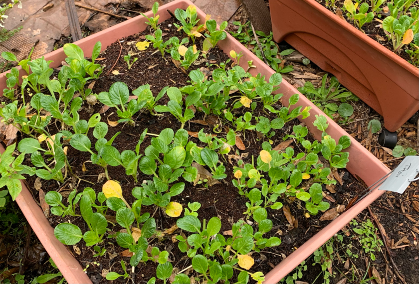 Small Tatsoi in grow box