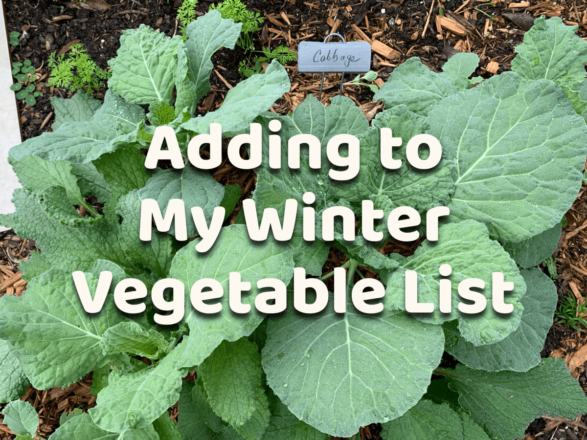 New Vegetable Added to My Winter Growing&nbsp;List