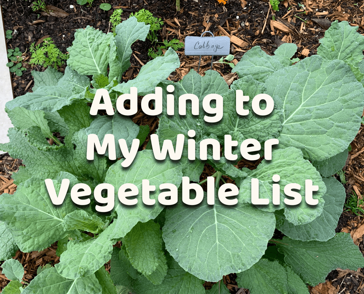 New Vegetable Added to My Winter Growing&nbsp;List