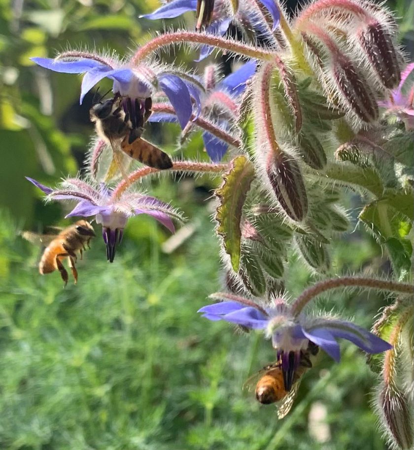 honey bees on borage flowers