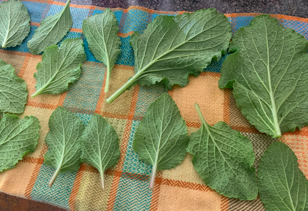 borage leaves rinsed and drying to freeze