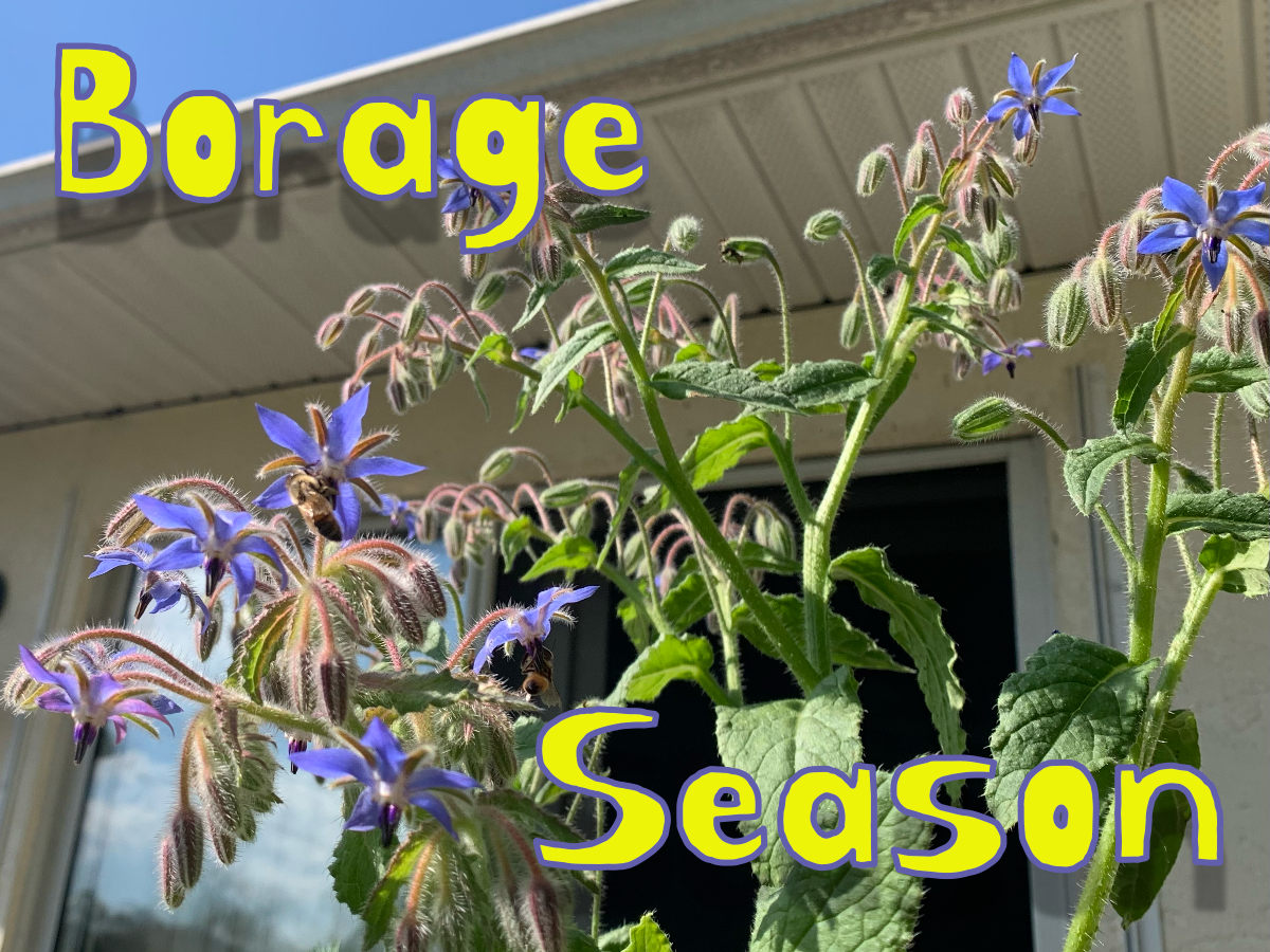 Borage Season is&nbsp;Here
