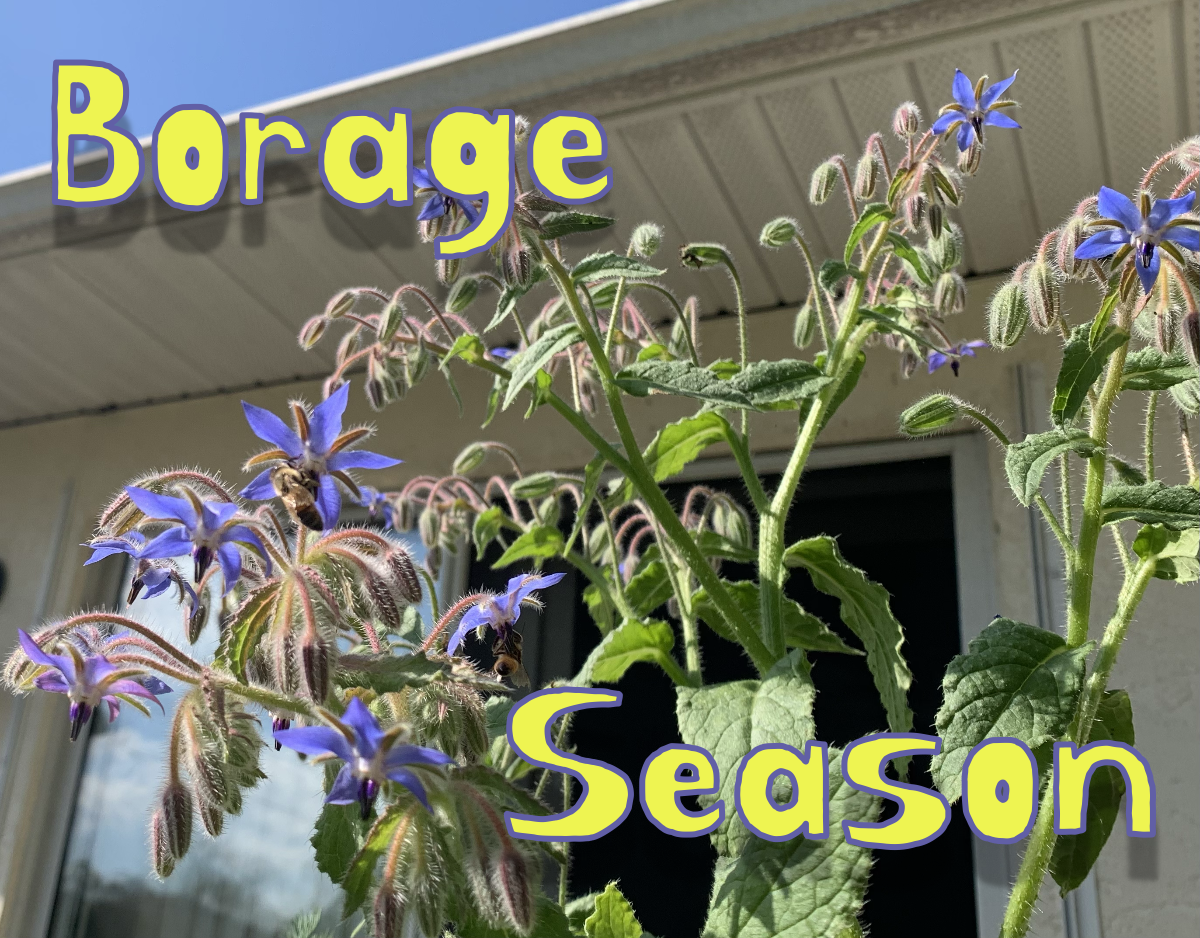 Borage season is here