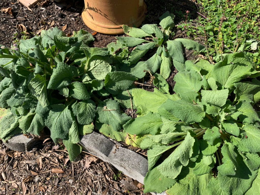 wilting borage in mid-day sun