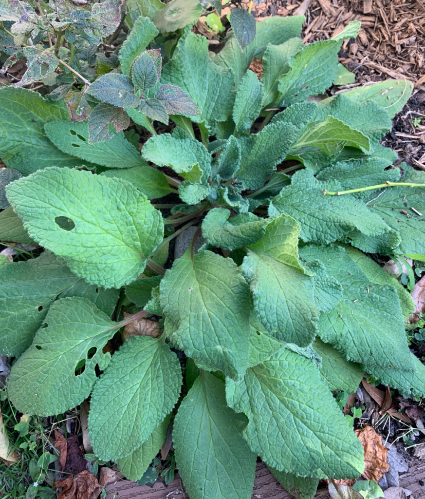 borage plant with lots of leaves