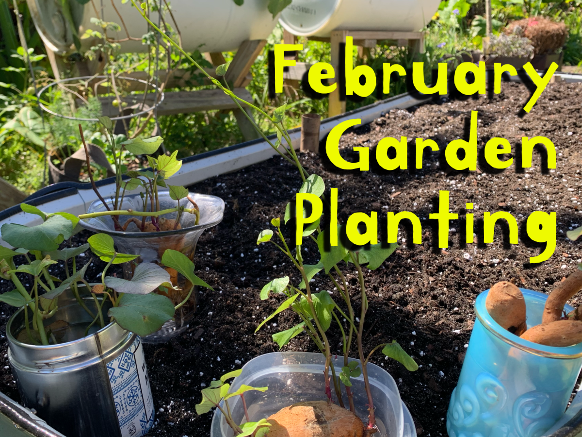February Garden Planting