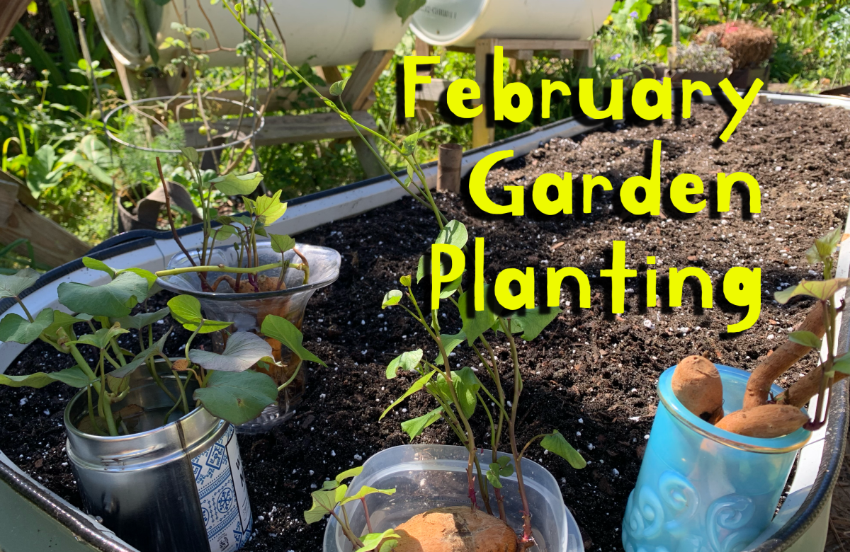 February Garden Planting