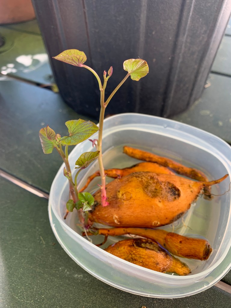 sweet potato sprouts