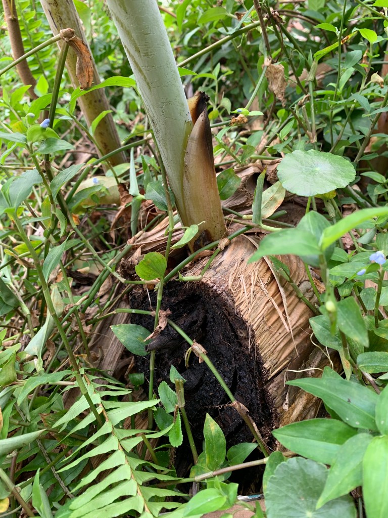 new banana tree growing out of dead stump