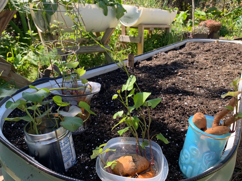 ready to plant sprouted sweet potatoes in a raised bed