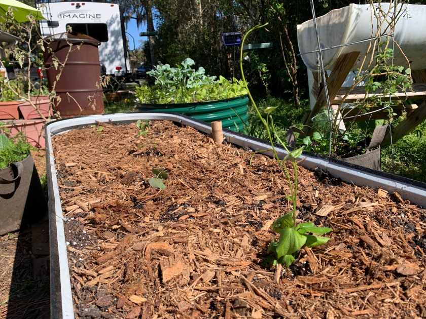 sweet potatoes planted in raised metal bed.