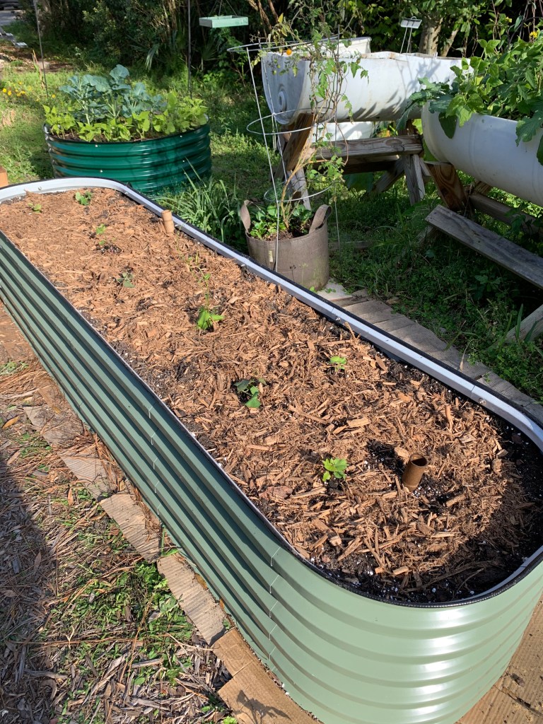 light green Vegega raised bed