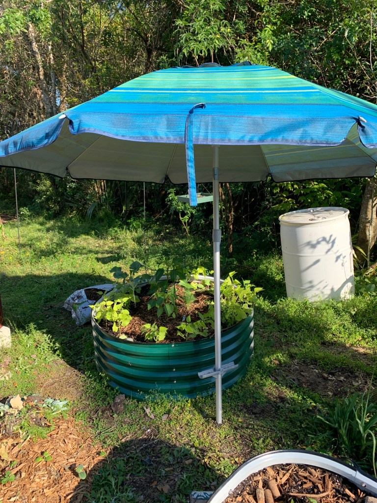 umbrella to shade the garden
