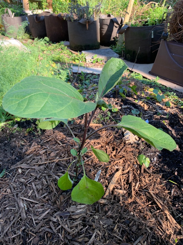 eggplant seedling in ground