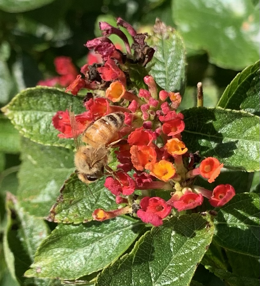 bee on red lantana