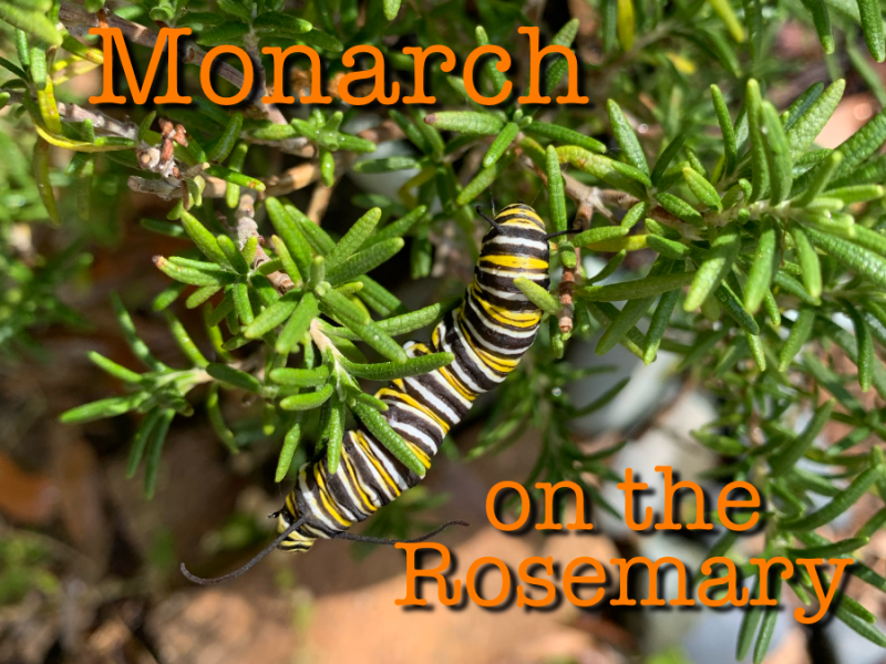Discovering a Monarch Chrysalis on&nbsp;Rosemary