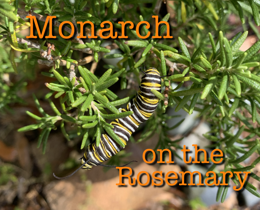 Discovering a Monarch Chrysalis on&nbsp;Rosemary
