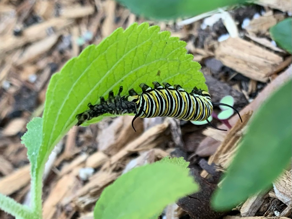 Monarch Caterpillar With Strange Black&nbsp;Thing