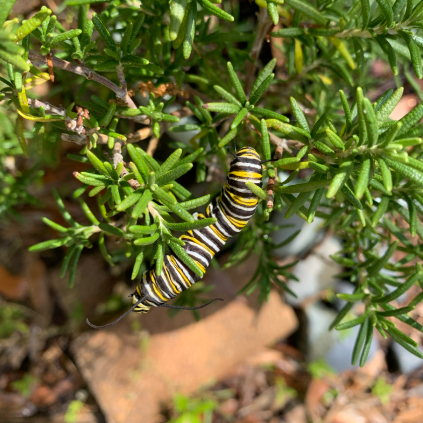 Monarch caterpillar on rosemary plant.
