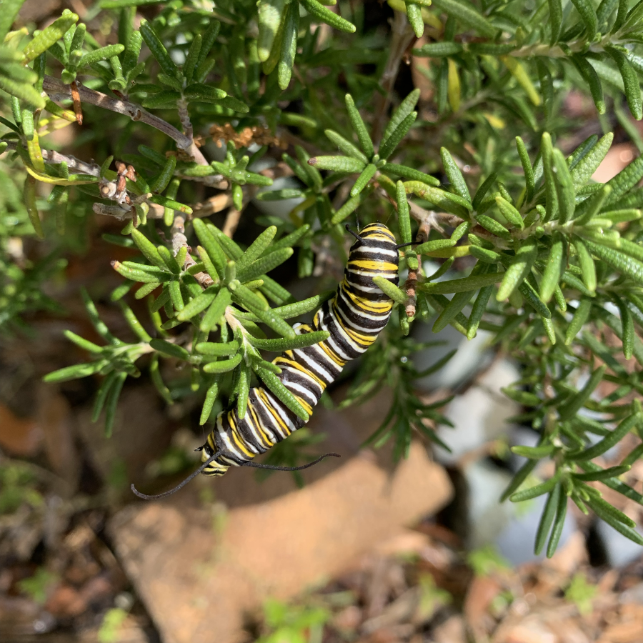 Monarch caterpillar on rosemary plant.