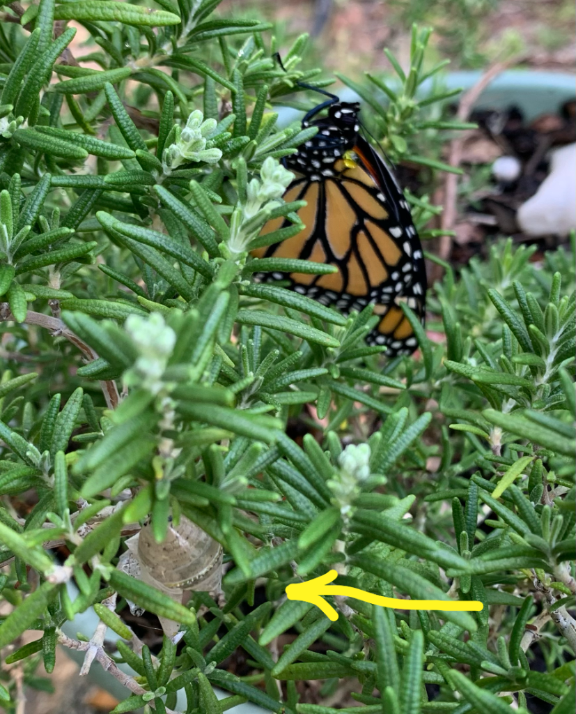 Freshly hatched, Monarch butterfly near open chrysalis. 