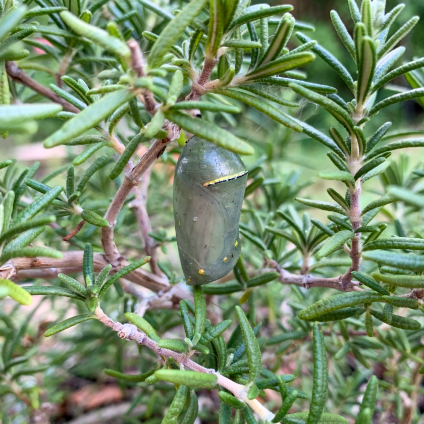 monarch chrysalis is getting darker