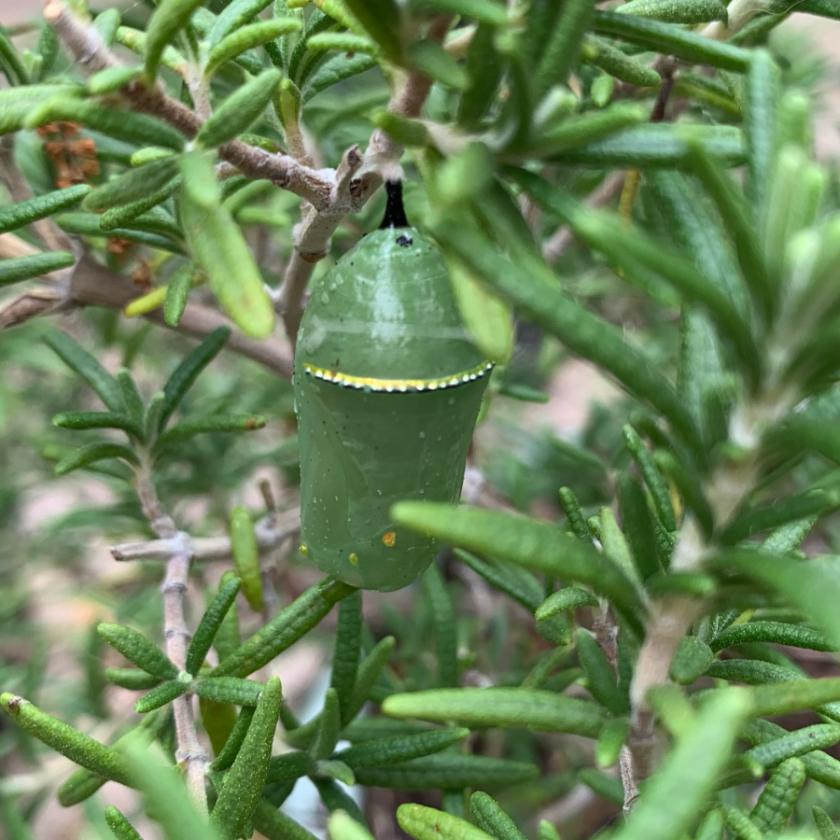 Monarch green chrysalis on rosemary