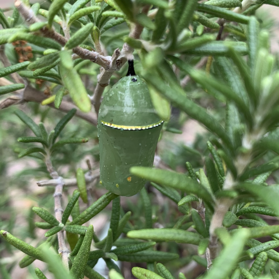Monarch green chrysalis on rosemary