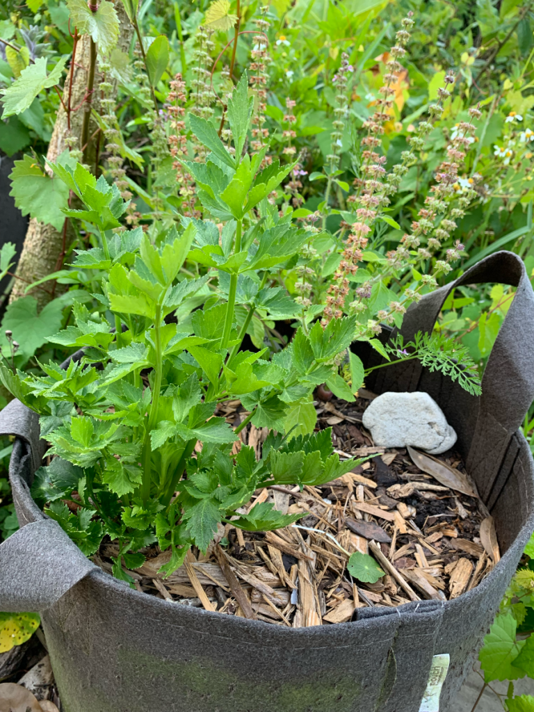 Holy basil and celery growing in a fabric bag