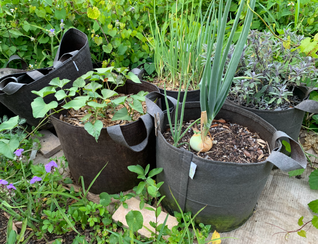 10 gallon fabric bags with sweet potato and onion