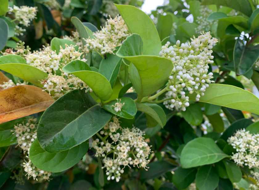 flowers in April on the premna serratifolia shrubs