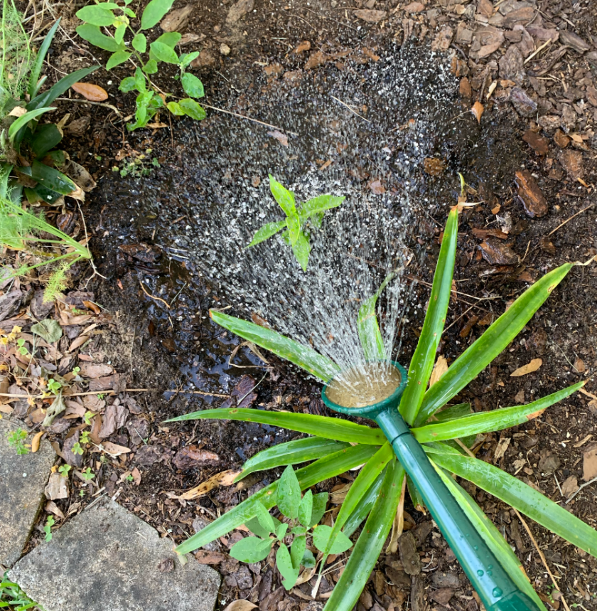 Watering plants using the Haws rose head