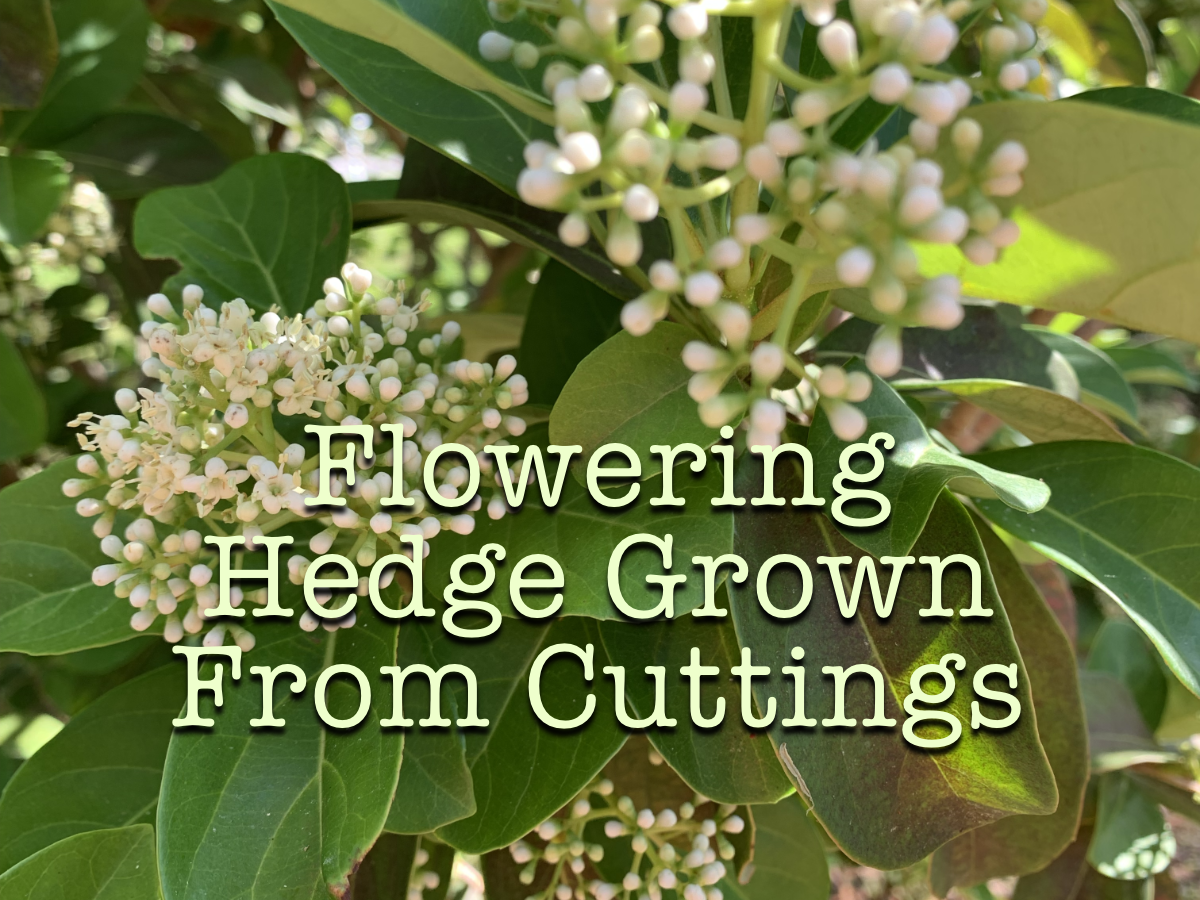 How to Grow a Flowering Hedge in Five&nbsp;Years