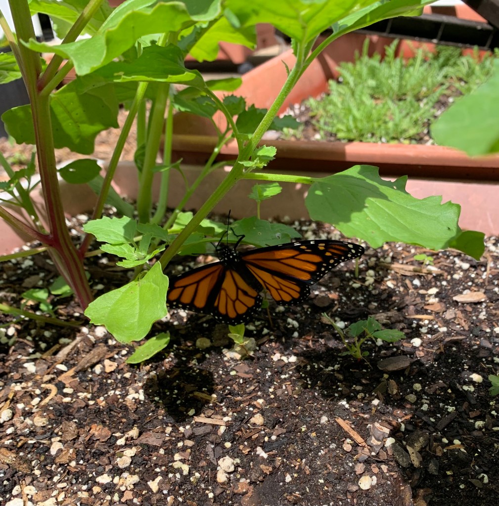 Monarch butterfly