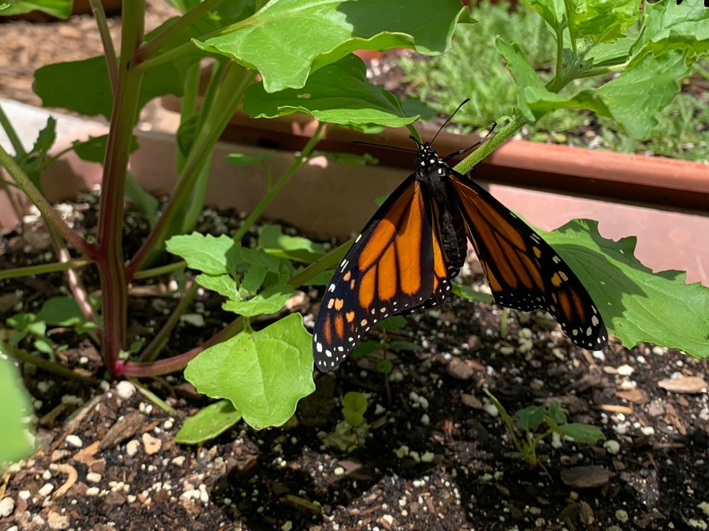 Monarch butterfly