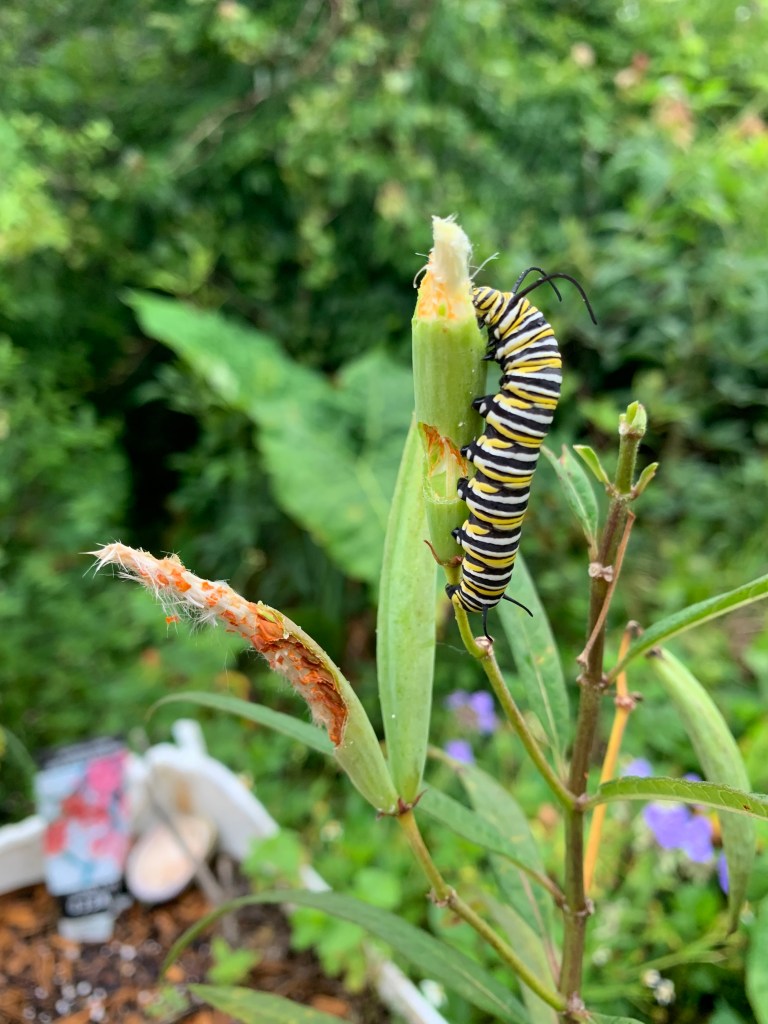 Striped monarch caterpillar on milkweed seed pod eating the seeds and pod.