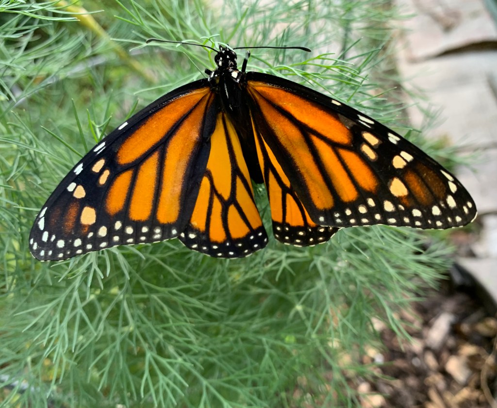 Monarch #3 on dill
