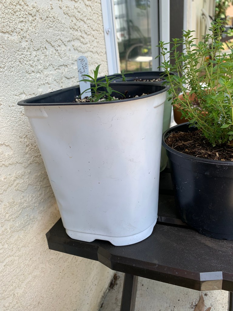 small milkweed in tall pot