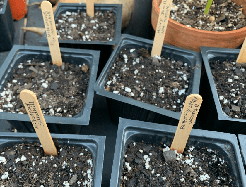 growing milkweed from seed