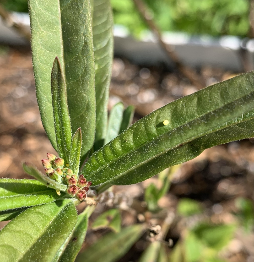 Monarch egg on milkweed leaf.