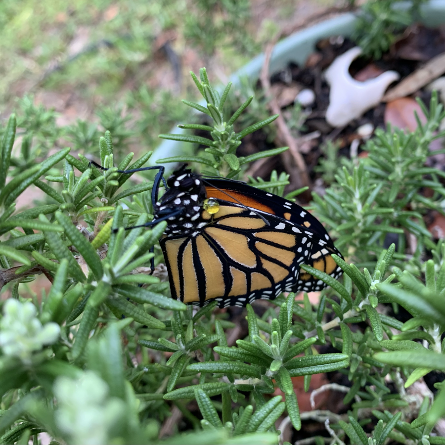 newly hatched monarch butterfly