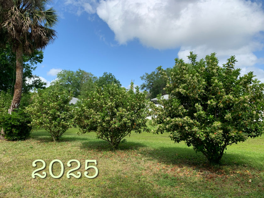 Growth of the Premna Serratifolia cuttings after five years